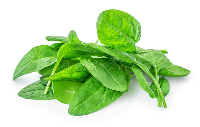 Spinach Leaves Isolated on White Background. Various Spinach Leaf Macro