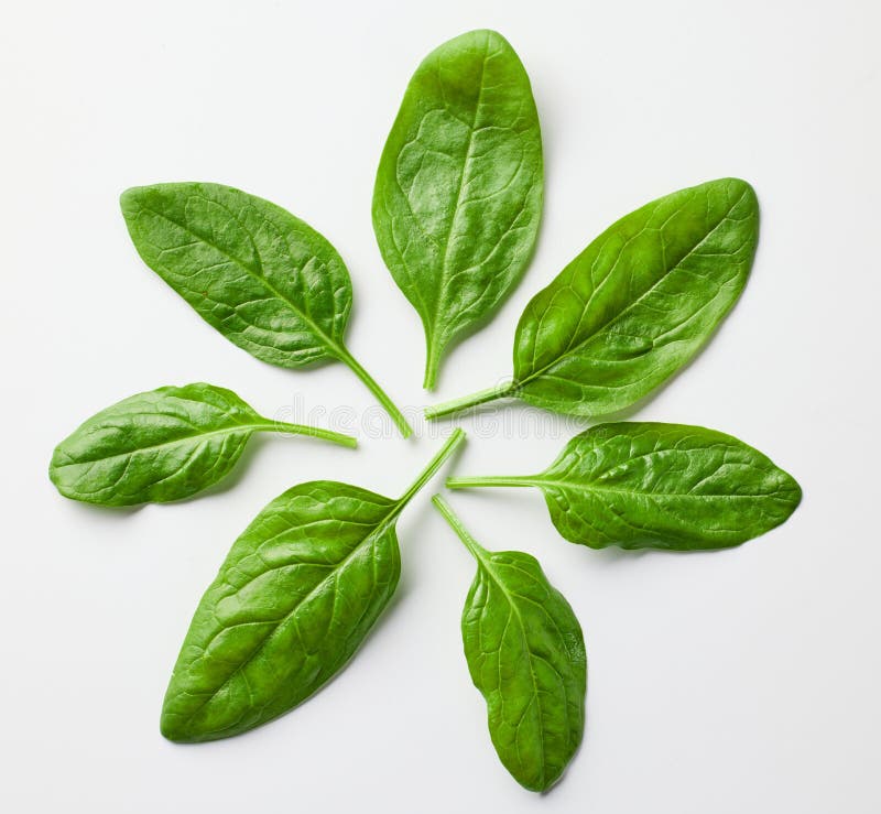 Spinach Leaves on White Background Stock Photo Image of composition, organic 266555684