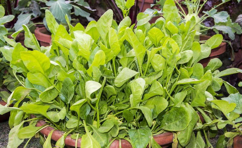 Spinach plants royalty free stock photo
