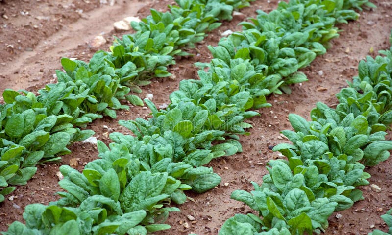 Spinach Ready for Picking