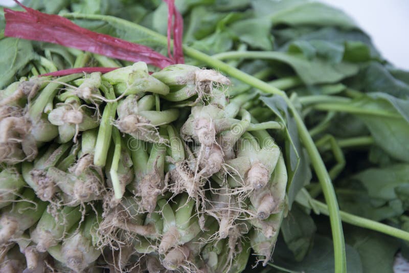 Spinach root stock image. Image of spinach, plants, fruits 83385243