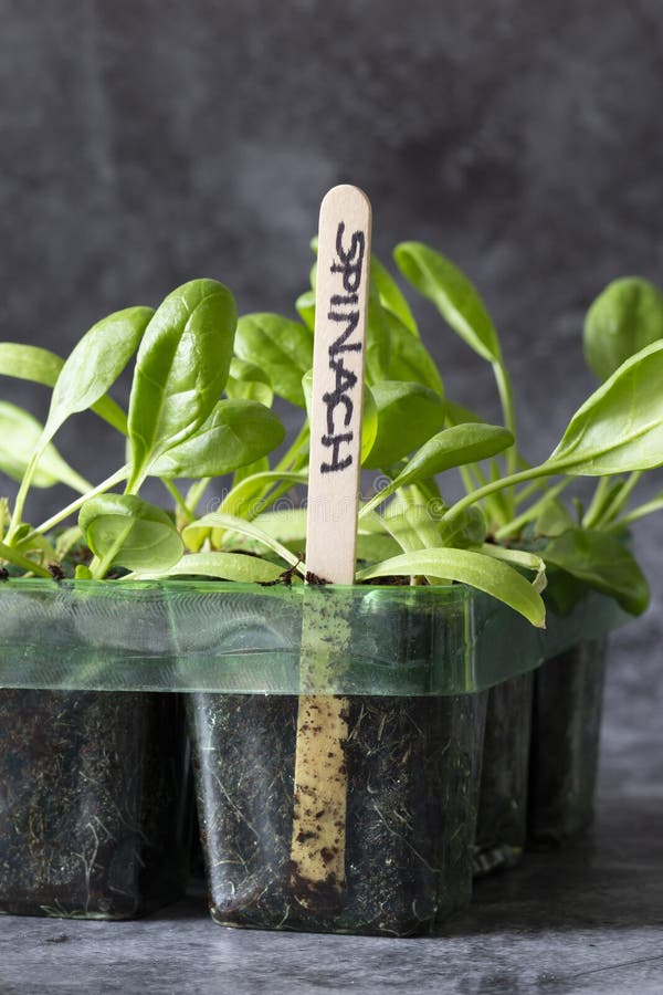 Spinach Seedlings Growing in a Seed Tray. Stock Photo Image of edible