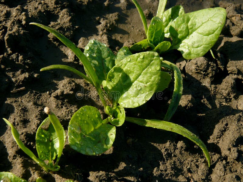 Spinach seedlings stock image. Image of herb, greens 42469423