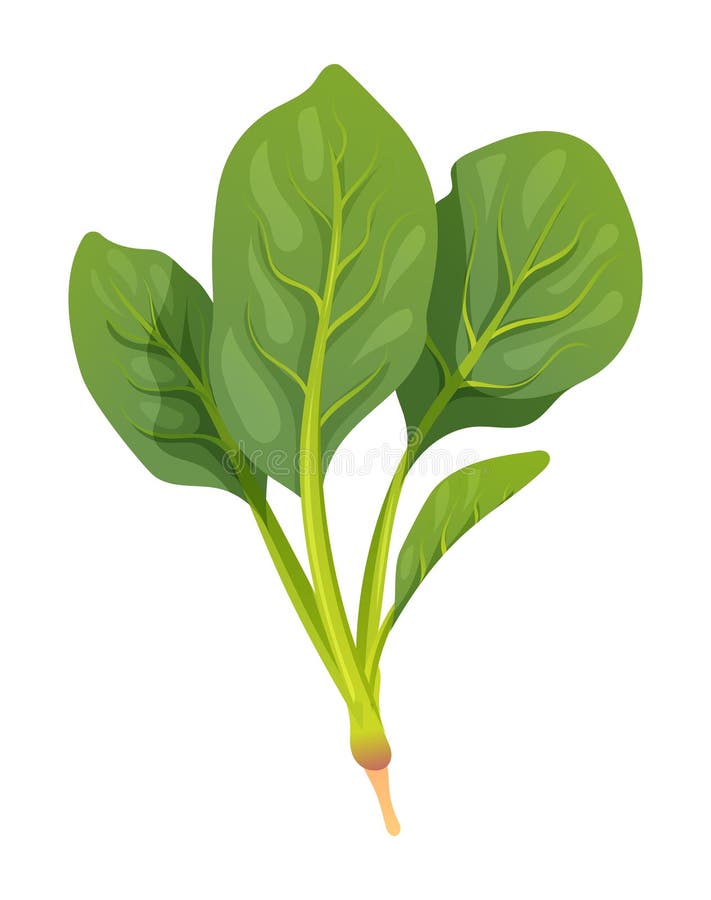 Spinach Vector Illustration. Fresh Vegetable Stock Vector