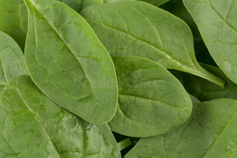 Spinaci verdi come fondo immagine stock Spinaci verdi come fondo immagine stock