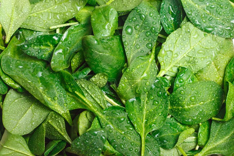 Young Spinach Growing On The Window Sill. Fresh Natural Leaves Stock