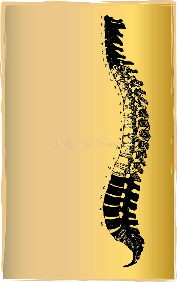 Spinal chord illustration