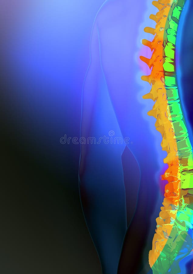 Highlighted spinal chord