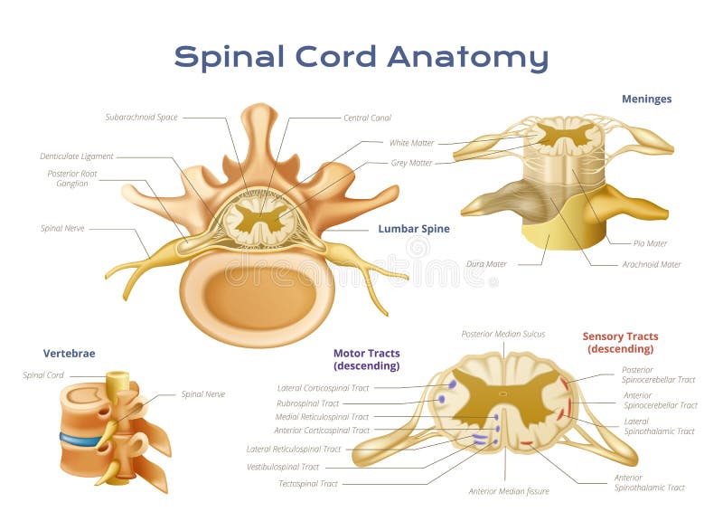 17+ Spinal cord anatomy Free Stock Photos Biology Diagrams