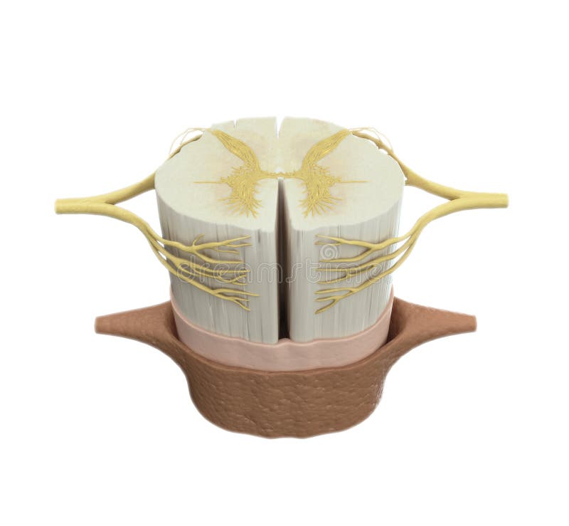 Spinal cord scientific medical illustration. Spinal cord scientific medical illustration