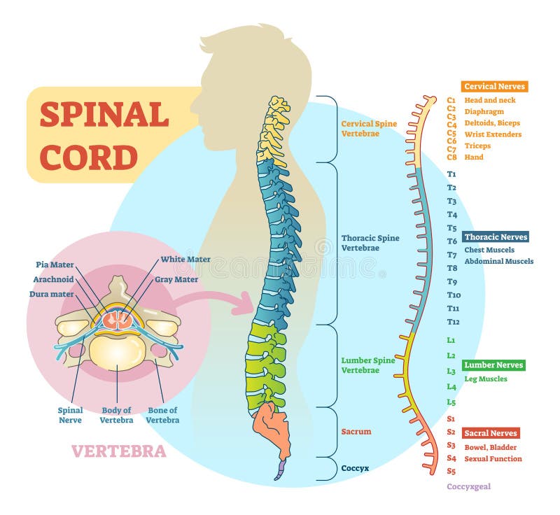 Spinal Cord Schematic Diagram Stock Vector - Illustration of diagram ...