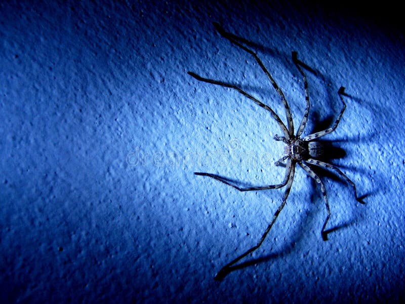 Spindel på väggen fotografering för bildbyråer Spindel på väggen fotografering för bildbyråer