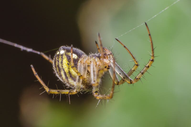 Spindel som hänger på en spindelnät på en grön bakgrund