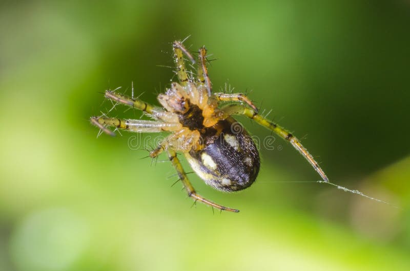 Spindel som hänger på en spindelnät på en grön bakgrund