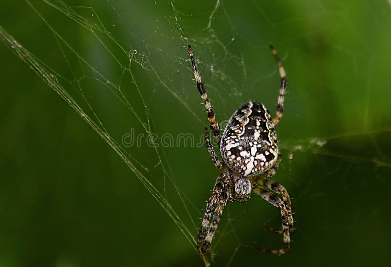 Spindeln royaltyfria bilder Spindeln royaltyfria bilder