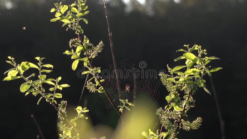Spindelrengöringsduk på filialmyggorna som omkring flyger