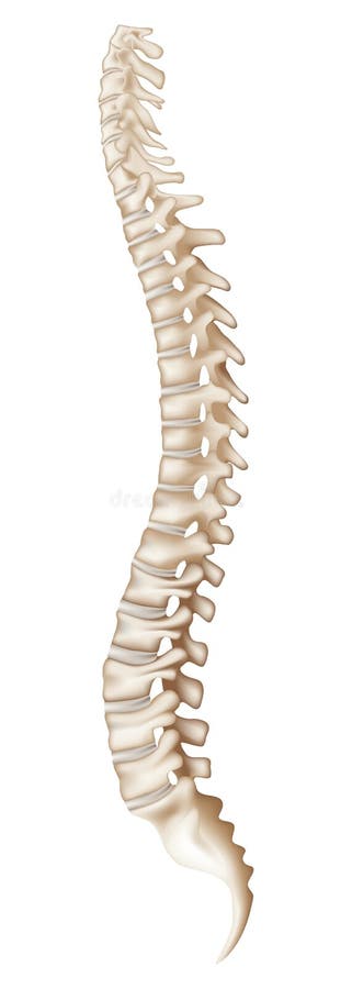 Hombre columna vertebral, sobre el blanco.