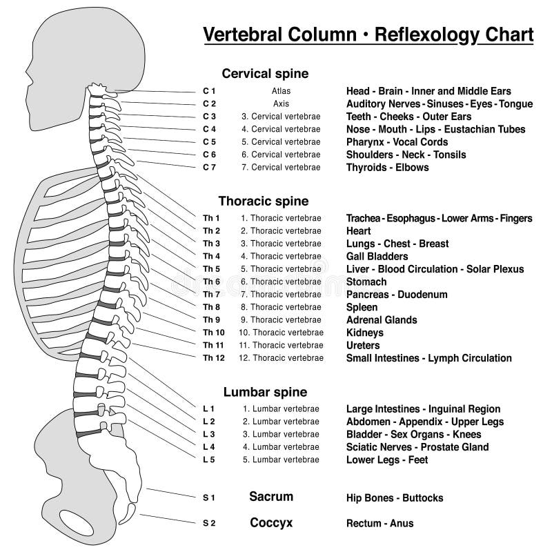 Head Reflexology Chart