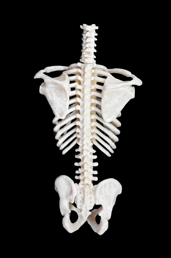 Spine of a skeleton.