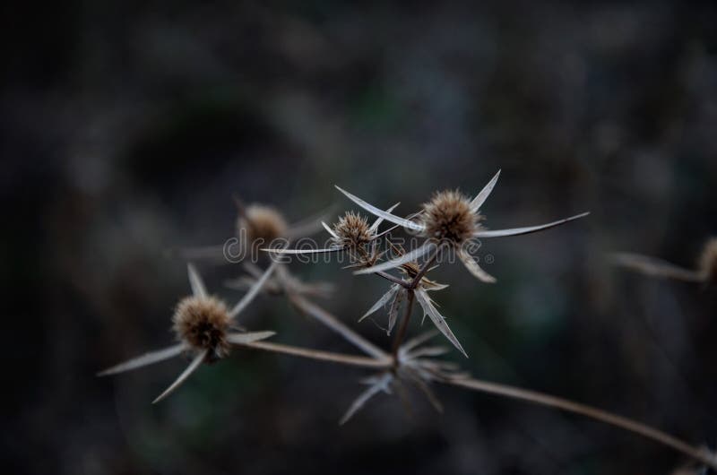 spine thistle bluehead in autumn, photo in dark colors. High quality photo