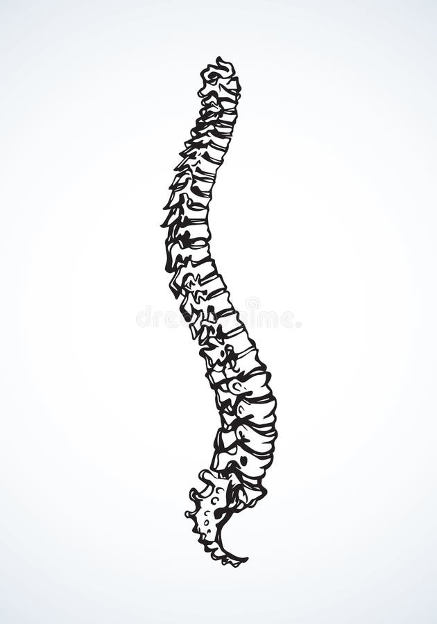 Spine. Vector drawing stock vector. Illustration of coccyx - 144511601