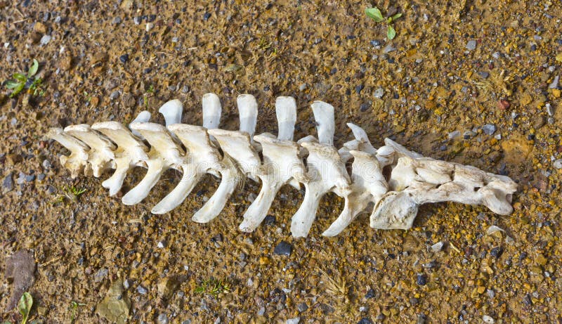 471 Animal Spine Bones Stock Photos - Free & Royalty-Free Stock Photos from Dreamstime 471 Animal Spine Bones Stock Photos - Free & Royalty-Free Stock Photos from Dreamstime
