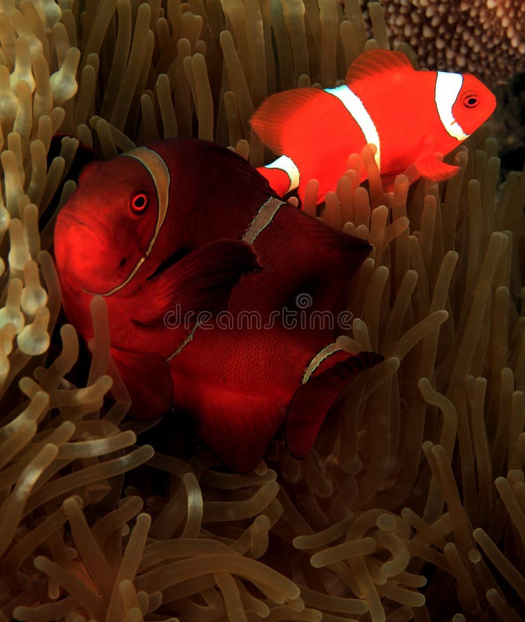 Spinecheek Anemonefish