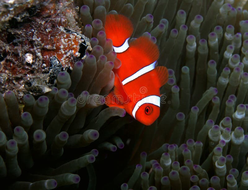 Spinecheek Anemonefish