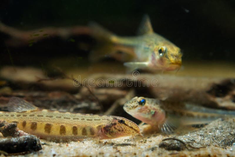 Small Gudgeon Fish Gobio Gobio with Fishing Hook in Mouth, Held in Hand by  Fisherman. Stock Photo - Image of freshwater, river: 154526806