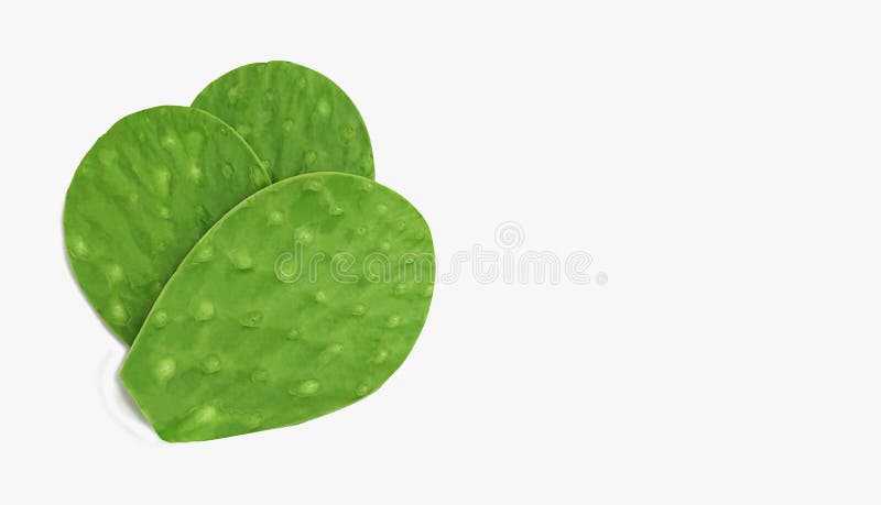 spineless green cactus leaf nopal Opuntia ficus-indica