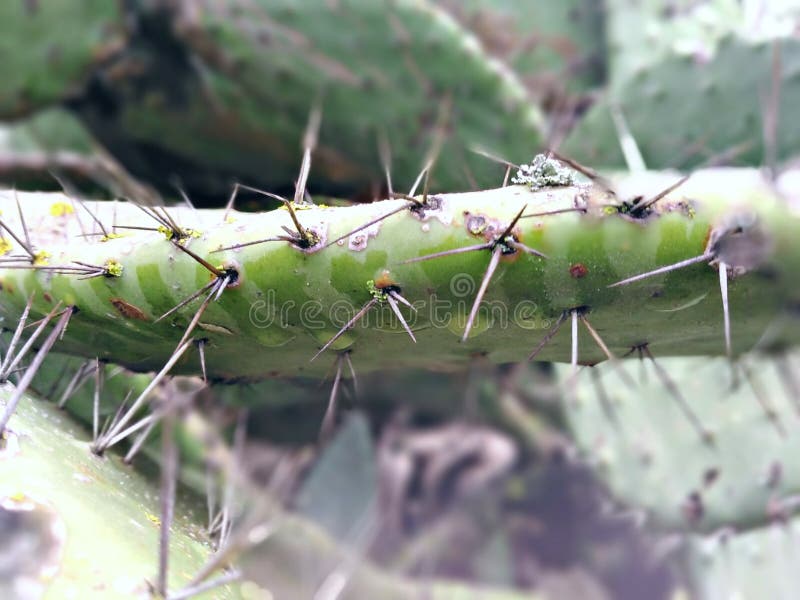 Cactus spines stock image. Image of insect, arthropod 208647147