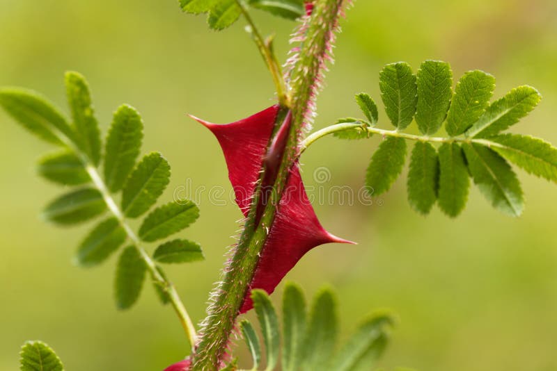 Spines of Rosa omeiensis. stock image. Image of garden 97486873