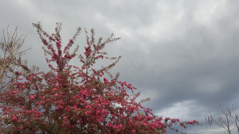 Sping fotografie stock libere da diritti Sping fotografie stock libere da diritti