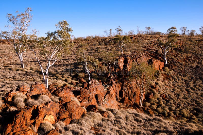 Spinifex Plants Outback Australia Stock Photo Image of exploration, native 89907388