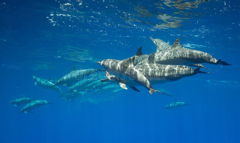 Spinnaredelfin i hawaii royaltyfria foton Spinnaredelfin i hawaii royaltyfria foton