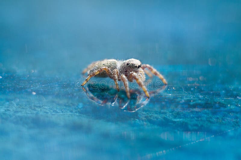 Spinne lizenzfreie stockfotos