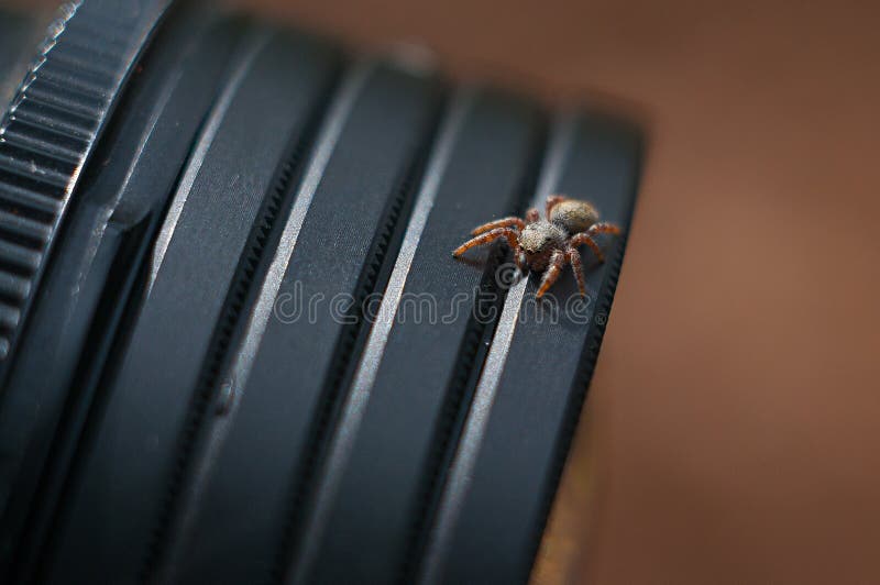 Spinne stockbild