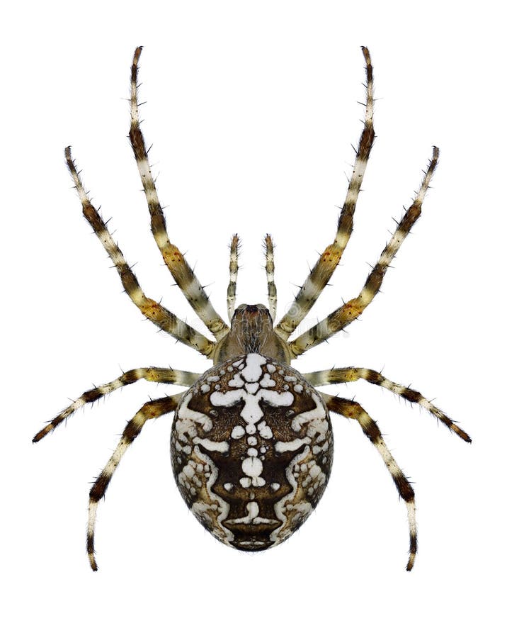Spinne Araneus Diadematus stockbild. Bild von gespenstisch - 95081985