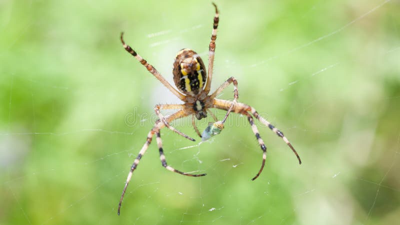 Female Wasp spider (Argiope bruennichi) with prey in the web. Female Wasp spider (Argiope bruennichi) with prey in the web