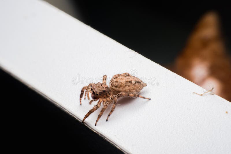Spinne, springende Spinne auf Wand stockfotos Spinne, springende Spinne auf Wand stockfotos