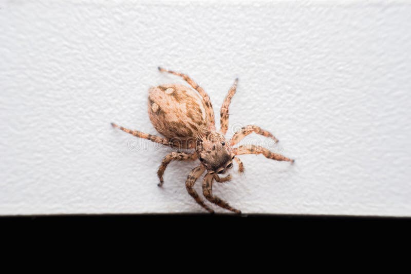 Spinne, springende Spinne auf Wand stockfotografie Spinne, springende Spinne auf Wand stockfotografie