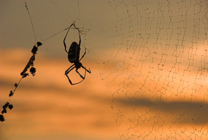 Spinne und Web am Sonnenaufgang stockbild Spinne und Web am Sonnenaufgang stockbild