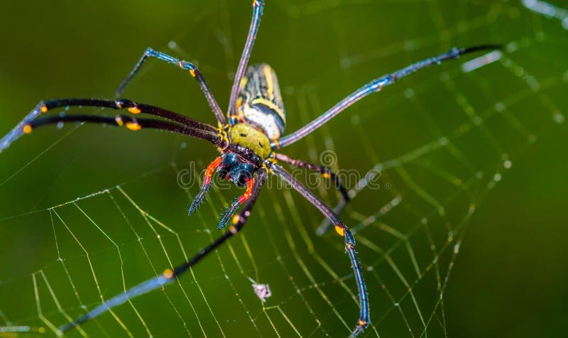Spinnen-und Web spider Faser-Spinnennetz lizenzfreies stockfoto Spinnen-und Web spider Faser-Spinnennetz lizenzfreies stockfoto