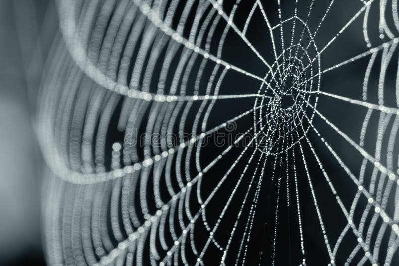 A Close-up of A Spider Web With Dew Drops. A Close-up of A Spider Web With Dew Drops