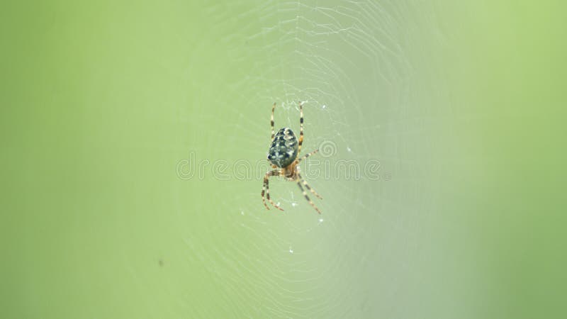 Close up. Fear of spiders. Araneus diadematus is commonly called european garden. Close up. Fear of spiders. Araneus diadematus is commonly called european garden.