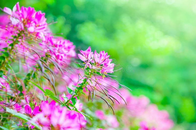 Spinnenblume lizenzfreies stockfoto Spinnenblume lizenzfreies stockfoto