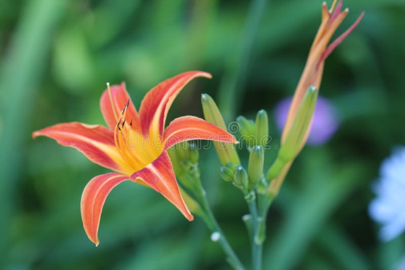 SpinnenLilie stockfoto. Bild von lilie, spinnen 25234660