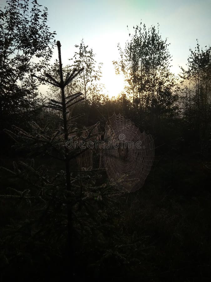 Spinnennetz im Tau, im Morgennebel und in der Sonne im Sommerwald stockfotografie Spinnennetz im Tau, im Morgennebel und in der Sonne im Sommerwald stockfotografie