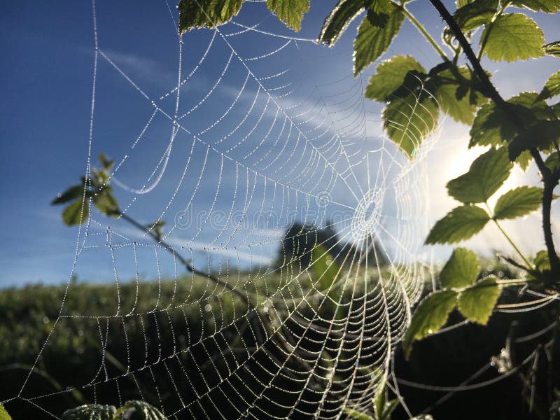 Spinnennetzsonnenlicht lizenzfreie stockfotos Spinnennetzsonnenlicht lizenzfreie stockfotos