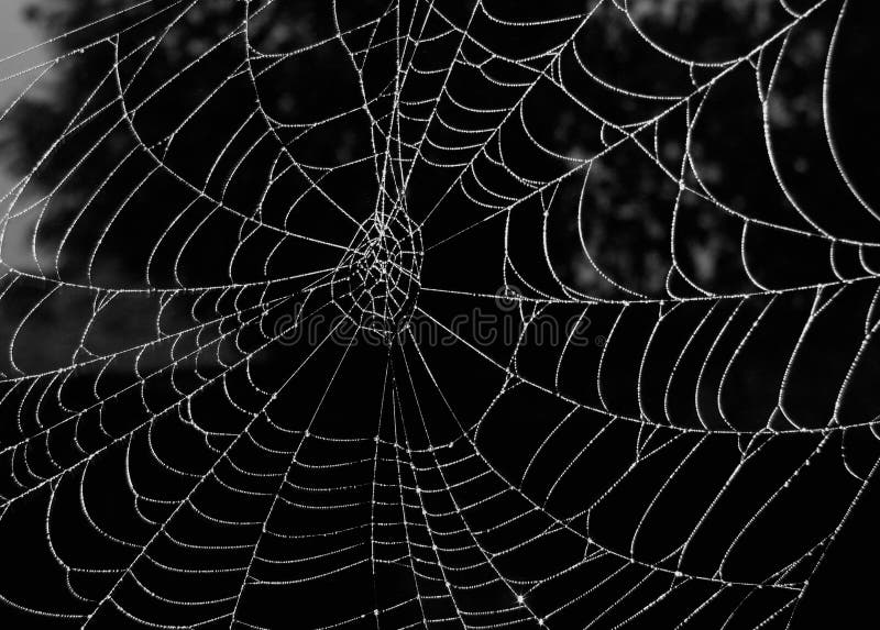 Spinneweb royalty-vrije stock afbeelding Spinneweb royalty-vrije stock afbeelding